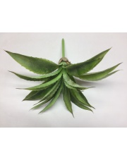 Aloes -Agawa F2139